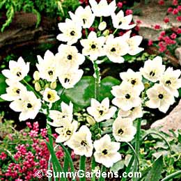 Ornithogalum arabicum, Star of Bethlehem