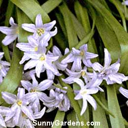 Ipheion uniflorum, Spring Starflower, Spring Star Flower