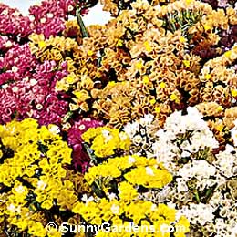 Limonium sinuatum, Annual Statice, Sea Lavender, Sea Pink