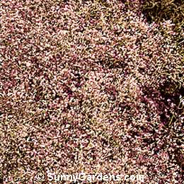 Limonium latifolium, Sea Lavender