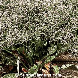 Limonium perezii, Sea Lavender, Statice
