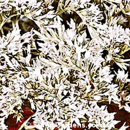 Limonium tataricum, German Statice, Goniolimon tartaricum