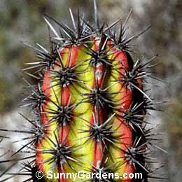 Stenocereus gummosus, Machaerocereus gummosus