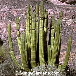 Stenocereus thurberi, Organ Pipes