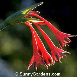 Stenomesson variegatum