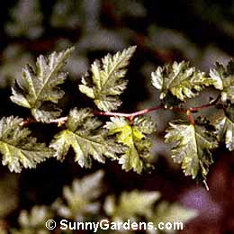 Stephanandra incisa Crispa, Stephanandra Cutleaf