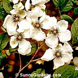 Stewartia malacodendron, Stewartia Virginia, Silky Stewartia