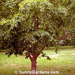Stewartia pseudocamellia, Japanese Stewartia