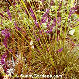 Stipa gigantea, Giant Feather Grass