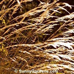 Stipa ichu, Peruvian Feather Grass, Feather Grass, Spear Grass
