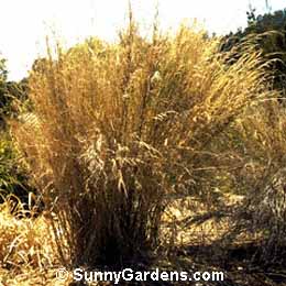 Stipa ramosissima, Pillar of Smoke, Australian Plume Grass
