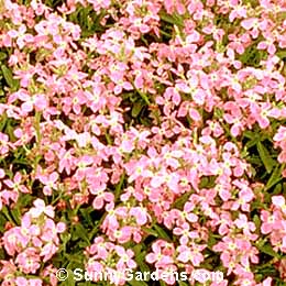 Matthiola incana, Stock, Matthiola annua, Gilliflower, Gillyflower
