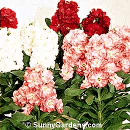 Matthiola incana, Stock, Gillyflower