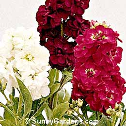 Matthiola incana, Stock, Gillyflower