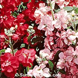 Matthiola incana, Stock, Gillyflower