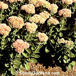 Sedum, Autumn Joy Stonecrop, Herbtsfreude