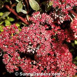 Sedum, Ruby Glow Sedum