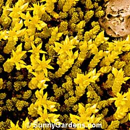 Sedum acre, Golden Carpet Sedum, Gold Moss