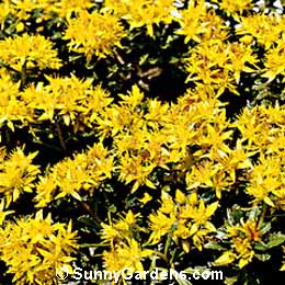 Sedum kamtschaticum, Stonecrop