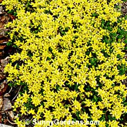 Sedum kamtschaticum ellacombianum, Yellow Stonecrop