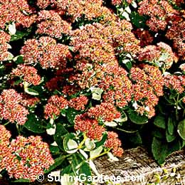 Sedum spectabile, Stonecrop