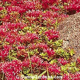 Sedum spurium, Stonecrop