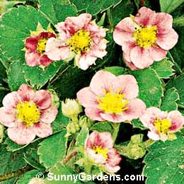 Fragaria, Strawberry