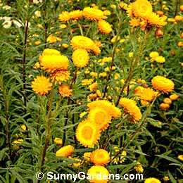 Helichrysum bracteatum, Golden Everlasting, Yellow Paper Daisy