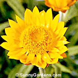 Helichrysum bracteatum, Everlasting, Immortelle