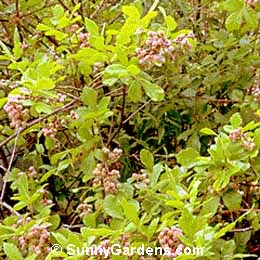 Rhus aromatica, Fragrant Sumac