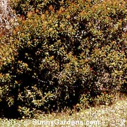 Rhus ovata, Sugar Bush