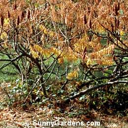 Rhus typhina, Staghorn Sumac