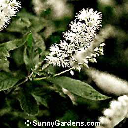 Clethra alnifolia, Summersweet Clethra, Sweet Pepperbush
