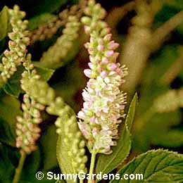 Clethra alnifolia, Summersweet, Sweet Pepperbush