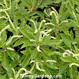 Clethra barbinervis, Japanese Clethra, Japanese Sweet Shrub, Sweet Pepperbush