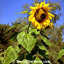 Helianthus, Sunflower