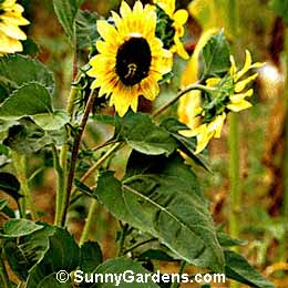 Helianthus, Music Box Sunflower
