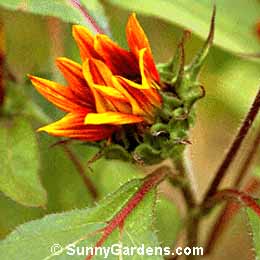 Helianthus, Sunflower
