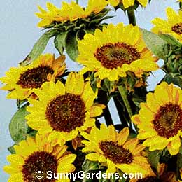 Helianthus annuus, Annual Sunflower