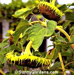 Helianthus annuus, Common Sunflower, Cut-and-Come-Again