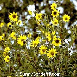 Helianthus giganteus, Giant Sunflower