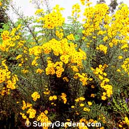 Helianthus maximiliana, Maximillian's Sunflower