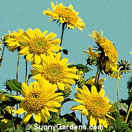Helianthus x multiflorus, Many-Flowered-Sunflower