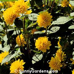 Helianthus x multiflorus, Sunflower