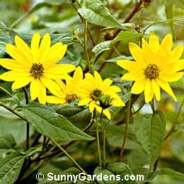Helianthus tuberosus, Jerusalem Artichoke, Girasole
