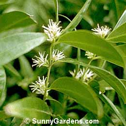 Sarcococca hookerana humilis, Himalayan Sarcococca, Dwarf Sweetbox