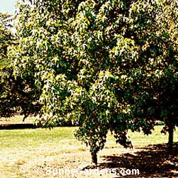 Liquidambar styraciflua, American Sweet Gum, Sweet Gum, Sweetgum