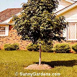 Liquidambar styraciflua, Sweet Gum, American Sweet Gum, Red Gum, Sweetgum