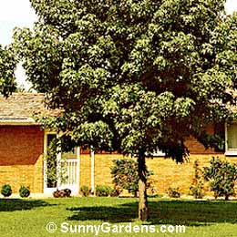 Liquidambar styraciflua, Festival Sweet Gum, Sweetgum