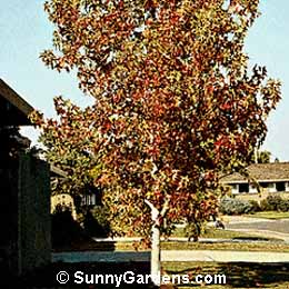 Liquidambar styraciflua, Palo Alto Sweet Gum, Sweetgum